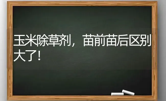 玉米除草剂，苗前苗后区别大了！ | 粮油作物种植