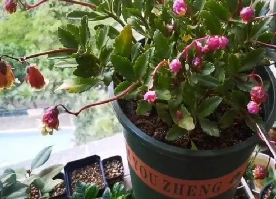 植物价格|灯笼花多少钱一盆