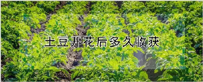 土豆开花后多久收获 | 种植资料