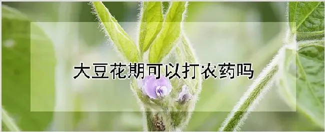 大豆花期可以打农药吗 | 农业技术