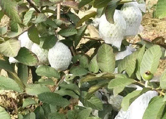 生长环境|芭乐的生长环境及生长地方条件