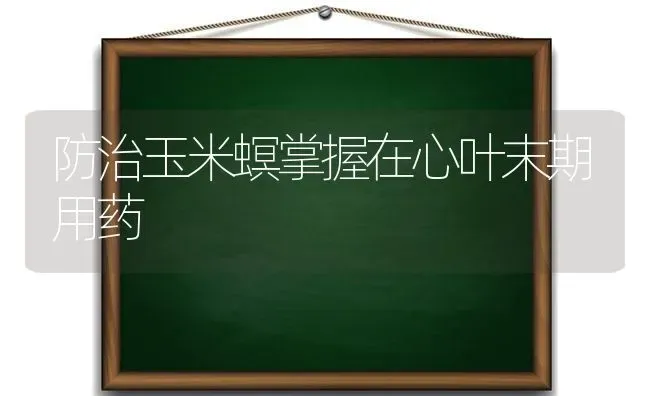 防治玉米螟掌握在心叶末期用药 | 粮油作物种植