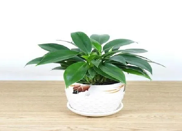 养殖科普|金钻能晒太阳吗