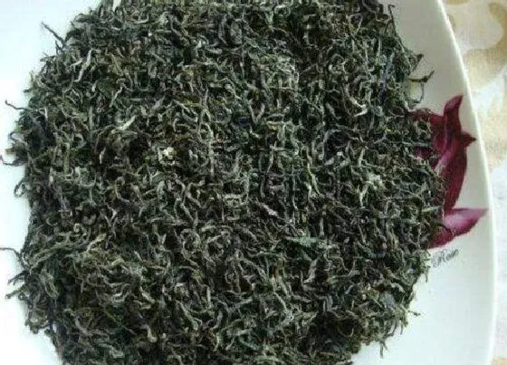 食用常识|庐山云雾茶属于什么茶类  喝庐山云雾茶的功效与作用