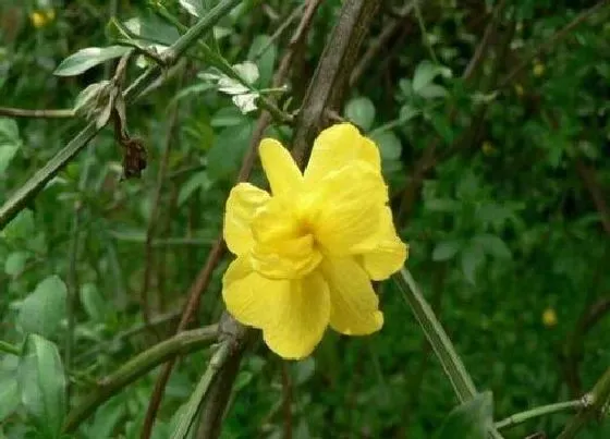 植物修剪|黄素馨怎么修剪方法