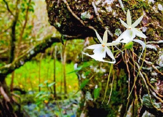 花卉趣闻|十大名贵兰花品种图片及名称（最值钱兰花价格及排名 ）