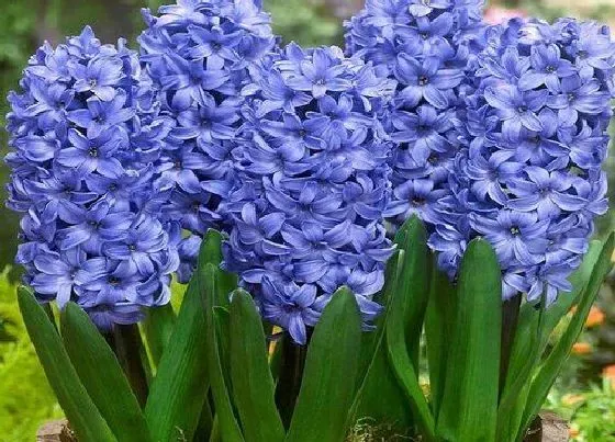 种植管理|风信子什么季节种植好