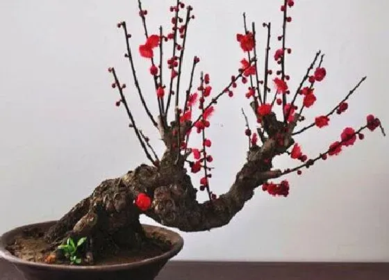花语|梅花代表什么花语