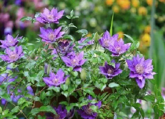 植物排行|铁线莲什么品种最好