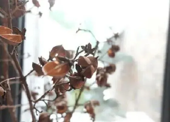 植物种类|甘木是什么树（图） 属于什么植物