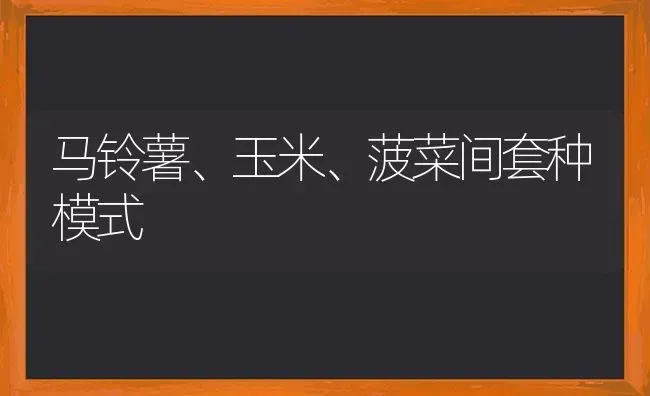 马铃薯、玉米、菠菜间套种模式 | 粮油作物种植