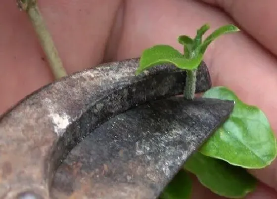 植物修剪|灰莉怎么修剪方法