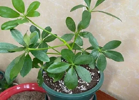 摆放常识|室内抽烟放什么植物好 吸收烟味的室内植物