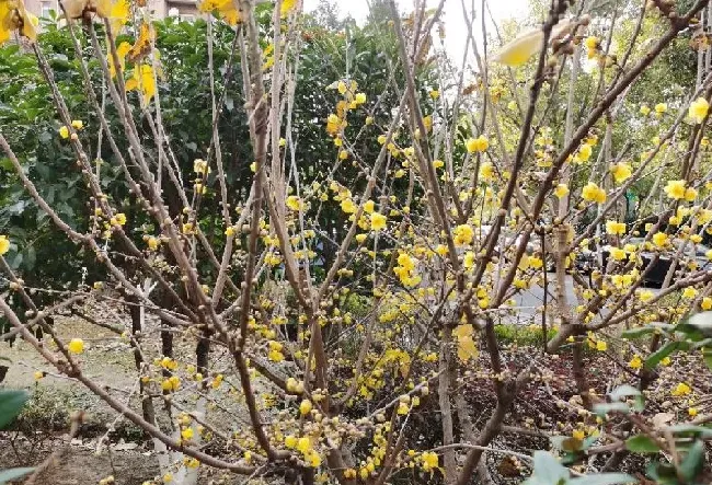 花卉百科|代表忧郁的花（花语象征着忧郁伤感的花卉及图片）