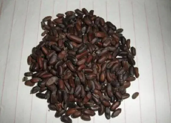 种植育种|梅花种子什么时候种植最好
