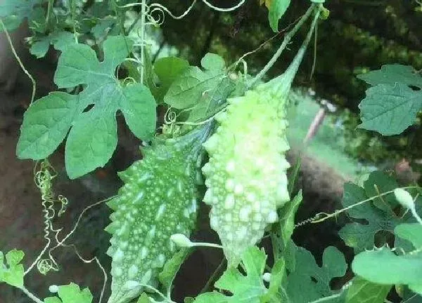 植物浇水|苦瓜浇水的正确方法