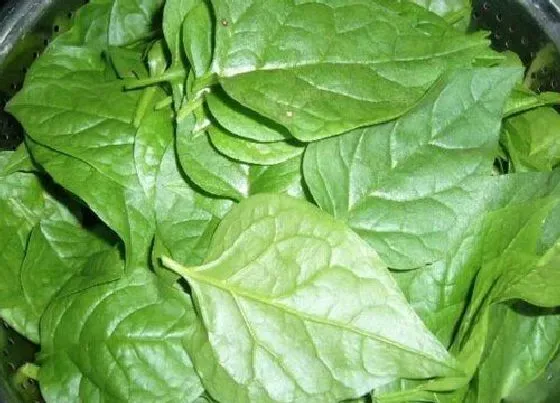 植物百科|紫角叶是木耳菜吗