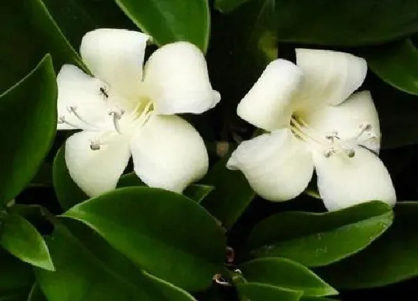 养殖方法|非洲茉莉怎么养才开花