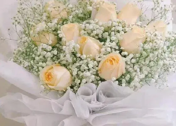 花语|橙色玫瑰花代表的含义（橙玫瑰花语象征与寓意）