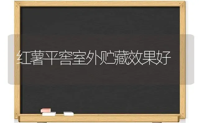 红薯平窖室外贮藏效果好 | 瓜果种植