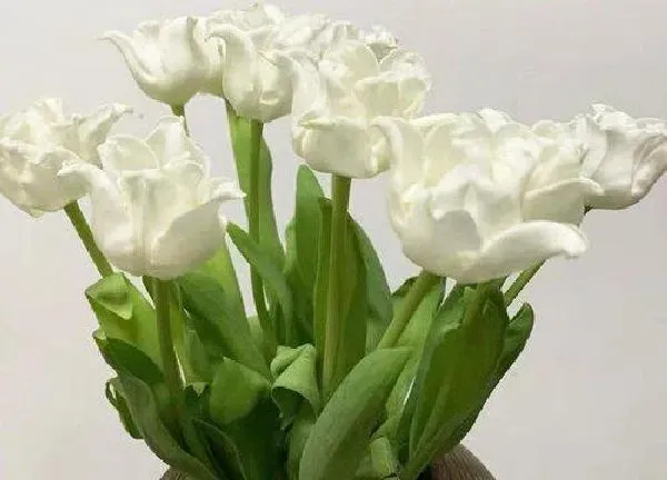 养殖科普|郁金香水养可以养多久（郁金香鲜花插水里能活多久）