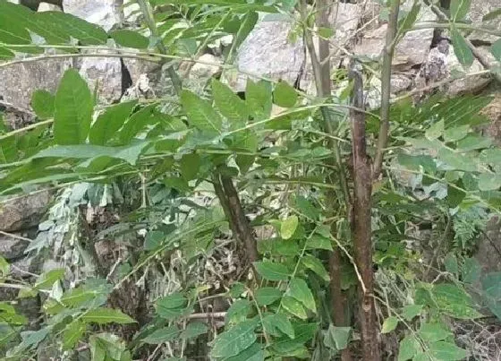 植物修剪|香椿树什么时候剪枝最好