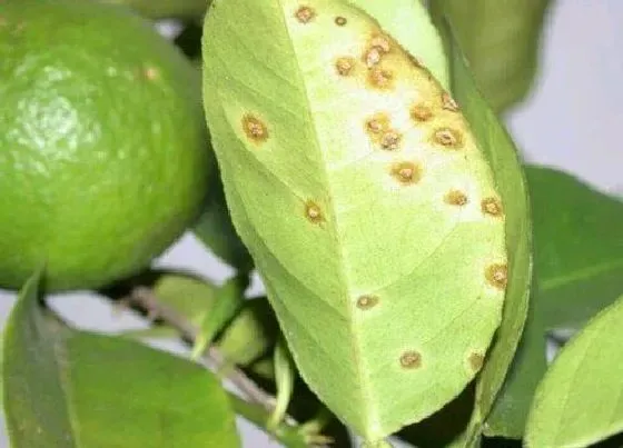 植物病害|果树炭疽病发病原因及治疗方法
