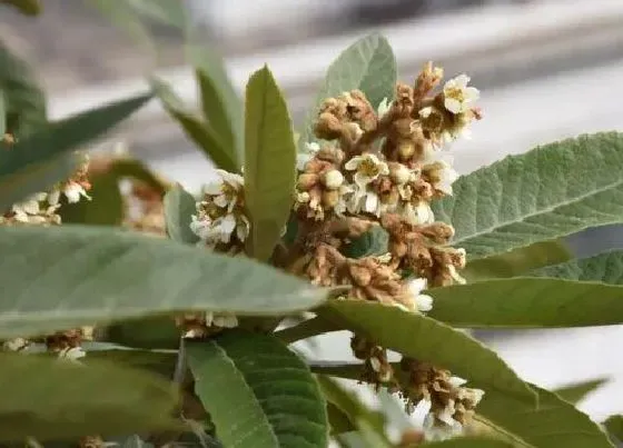 植物百科|枇杷树开花吗 开花什么样子