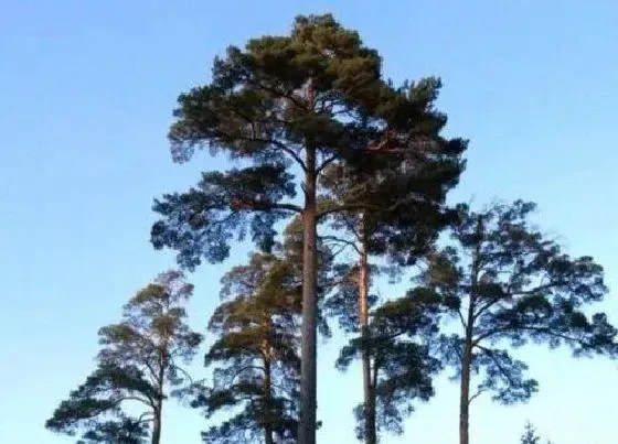 植物种类|美人松是国家保护植物吗