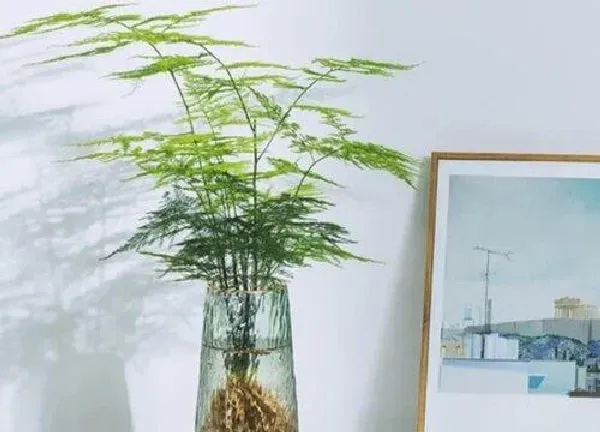 植物浇水|文竹夏天多久浇一次水