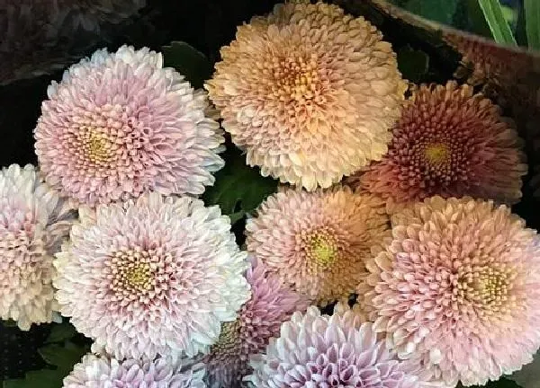 植物浇水|乒乓菊多久浇一次水比较好 间隔几天浇水好