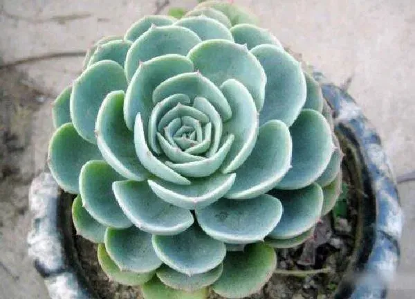 养殖方法|厚脸皮可以水培吗 厚脸皮植物水培方法