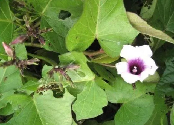 植物百科|红薯开花吗 开花什么样子