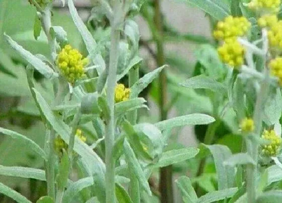 植物播种|清明菜怎么留种子 收集种子方法