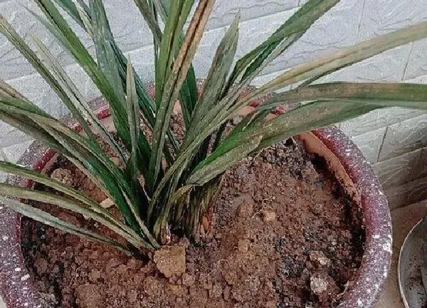 植物移栽|惠兰什么时候换盆好