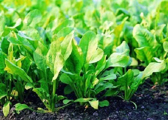叶子发黄|菠菜叶子发黄是什么原因（菠菜叶子发黄是跟土壤有关系吗）