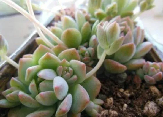 植物繁殖|子持莲华怎么繁殖方法和注意事项