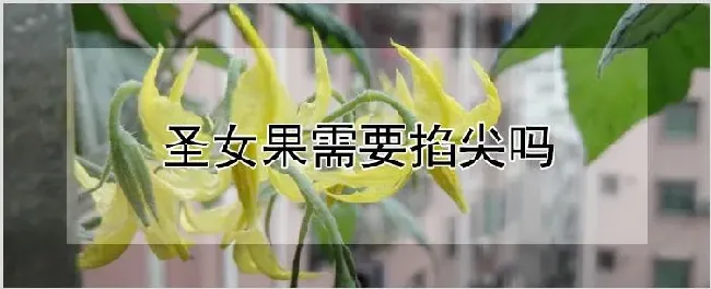 圣女果需要掐尖吗 | 养殖技术