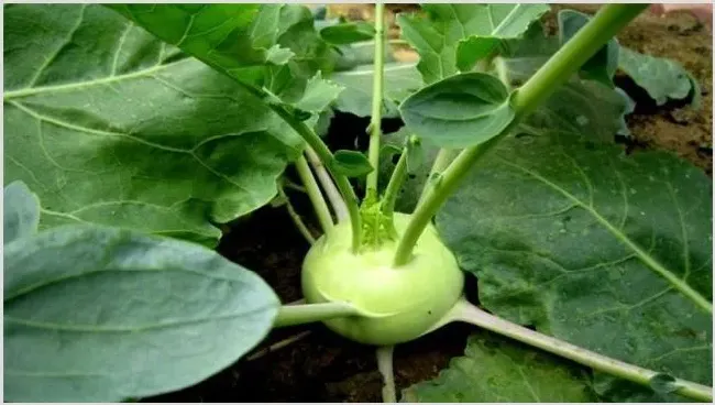 苤蓝种植的田间管理技术 | 种植资料