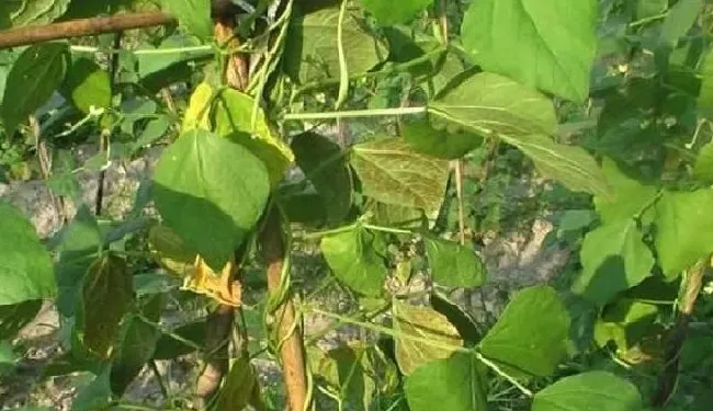 叶子发黄|豆角幼苗叶子发黄是什么原因（豆角出苗后黄叶怎么回事）