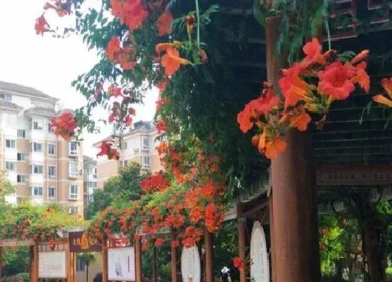 功效常识|凌霄花的功效与作用