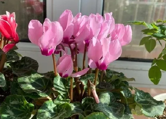 阳台摆放|北阳台适合种什么花或植物