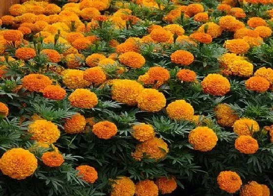 花期|万寿菊一年开几次花