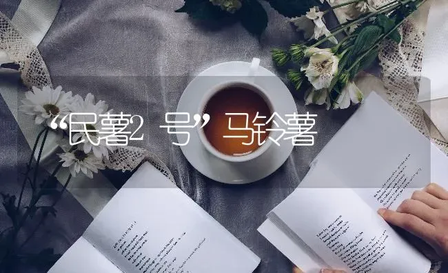 “民薯2号”马铃薯 | 粮油作物种植