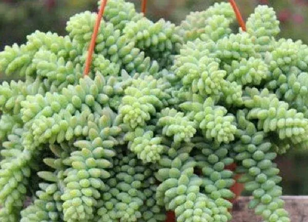 植物浇水|多肉玉坠怎么浇水方法