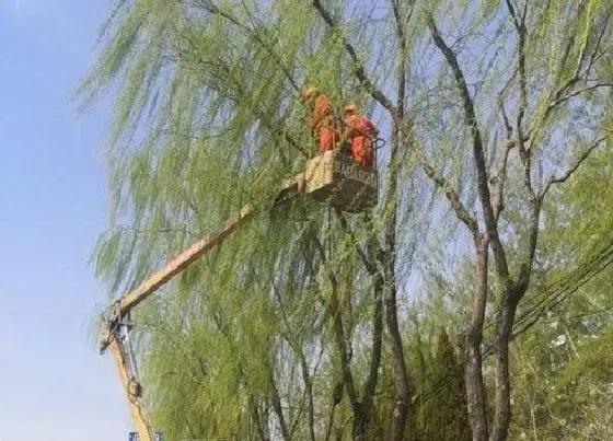 植物修剪|杨柳怎么修剪方法