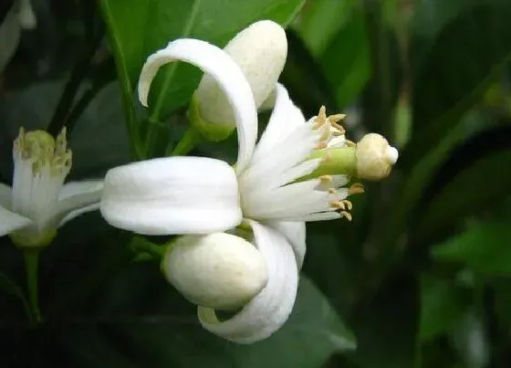 花期|柑橘花期是什么时候