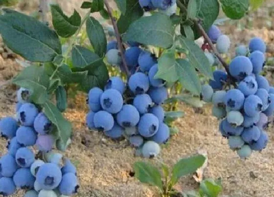 果实成熟|蓝莓是几月份的水果