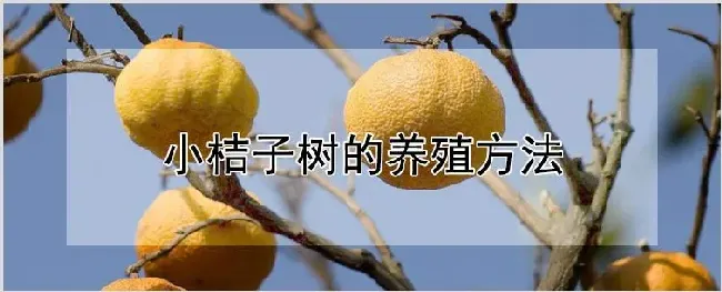 小桔子树的养殖方法 | 耕种资料