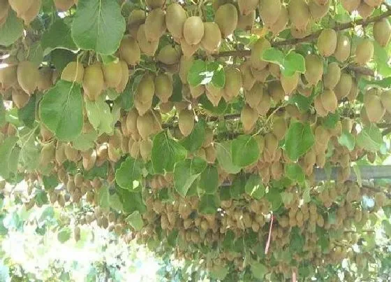 种植管理|猕猴桃树什么时候栽最好 栽植最佳时间